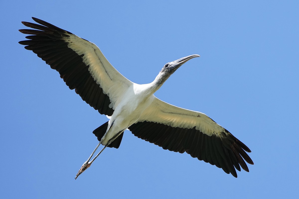 Wood Stork - ML640482358
