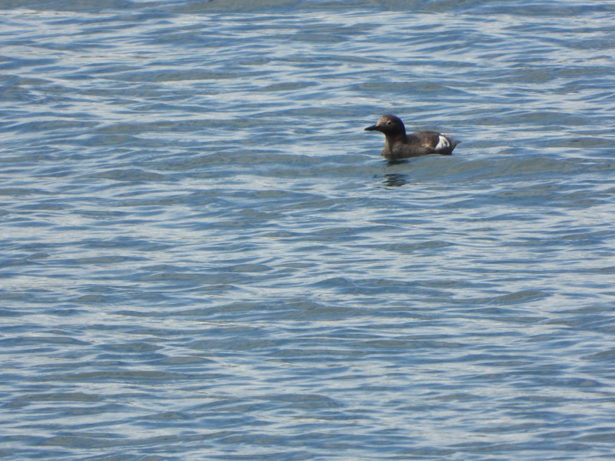 Pigeon Guillemot - ML640482370