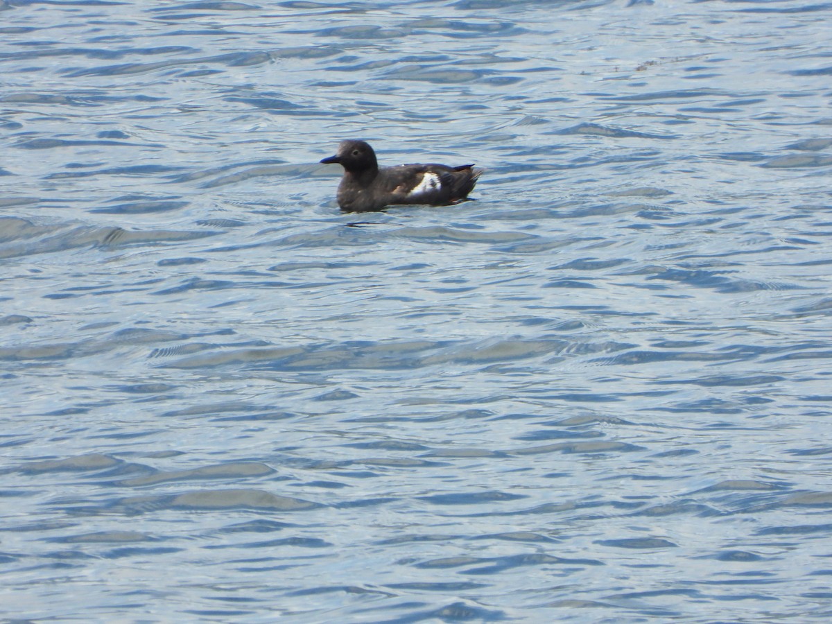 Pigeon Guillemot - ML640482375
