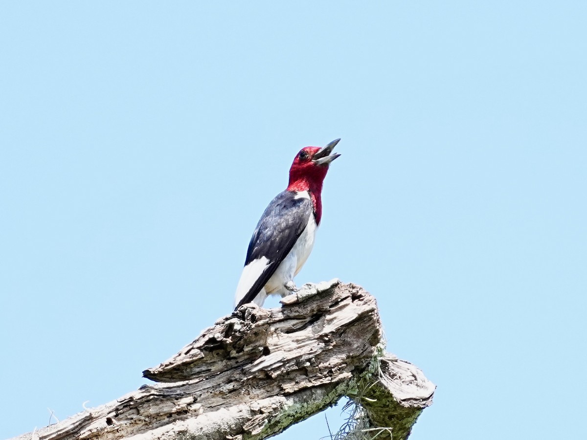 Red-headed Woodpecker - ML640482385