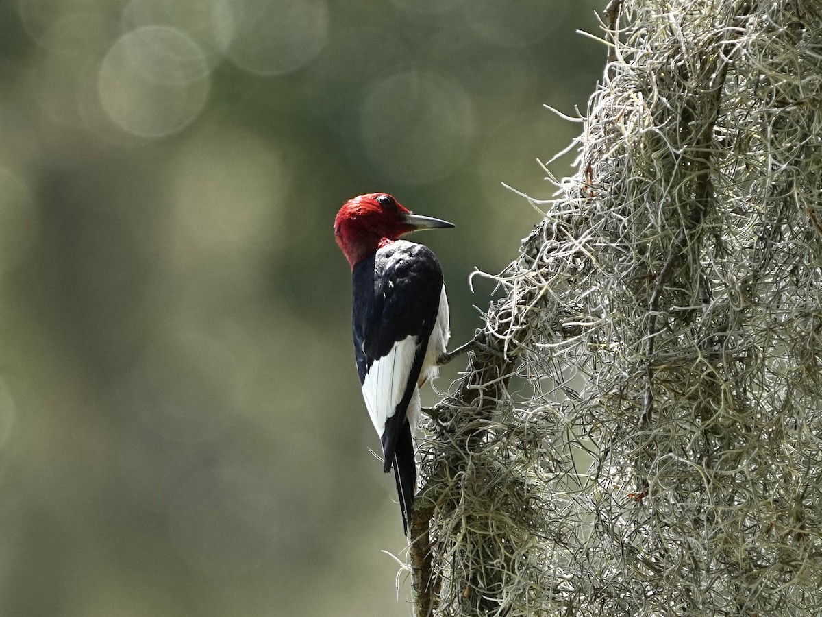 Red-headed Woodpecker - ML640482386