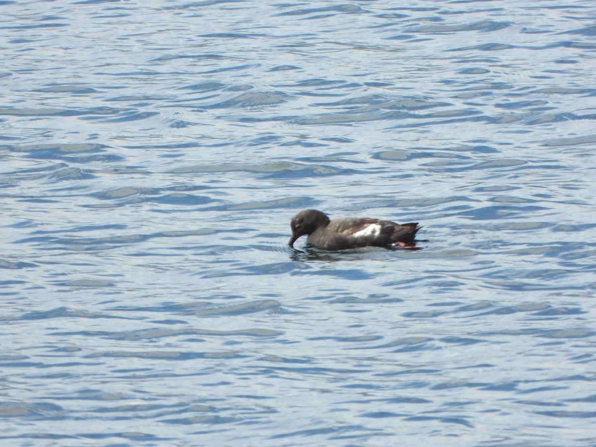 Pigeon Guillemot - ML640482392