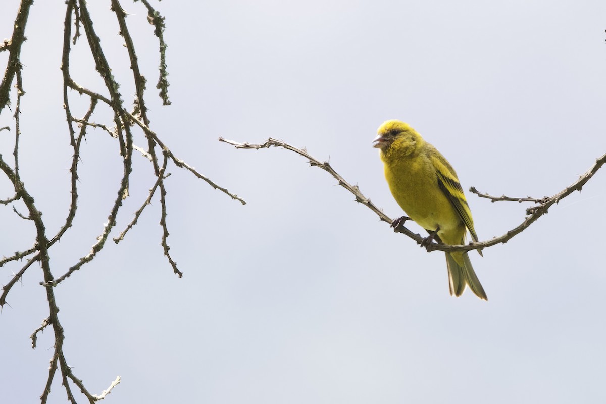 Yellow-crowned Canary - ML640482393