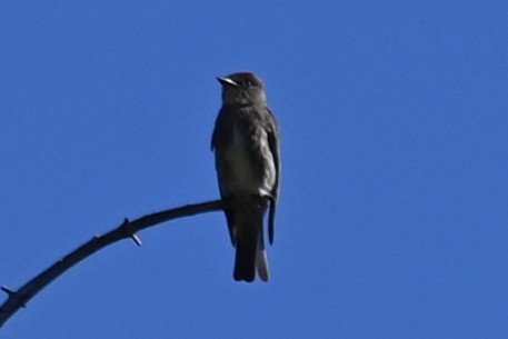 tyranovec severský - ML640482441