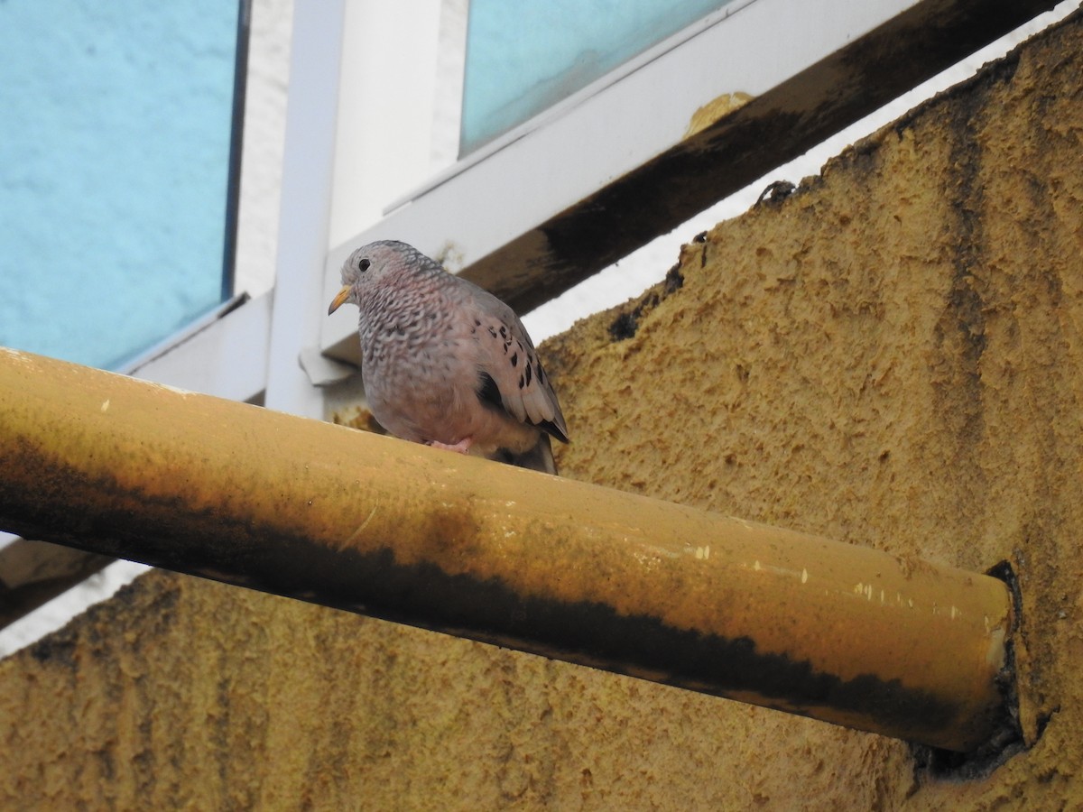 Common Ground Dove - ML640482457