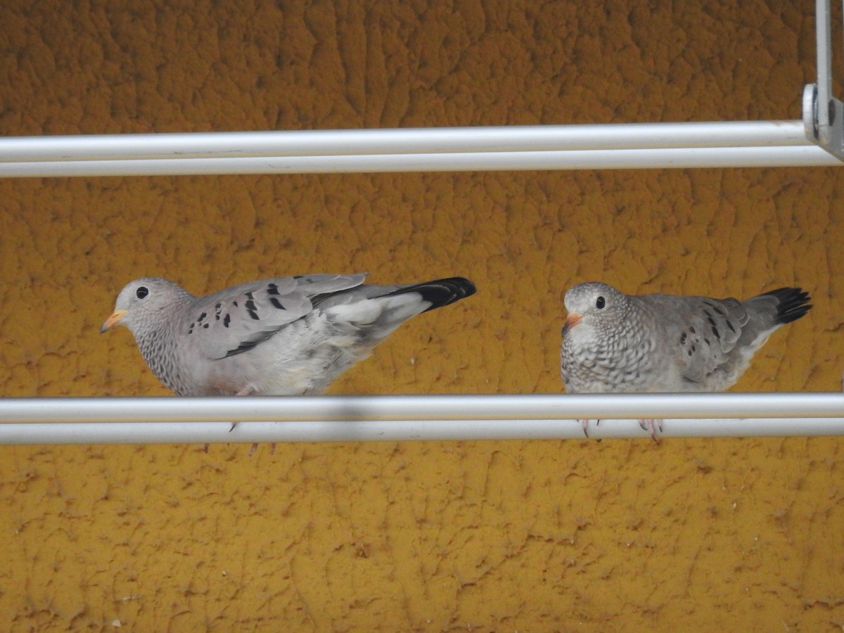 Common Ground Dove - ML640482458