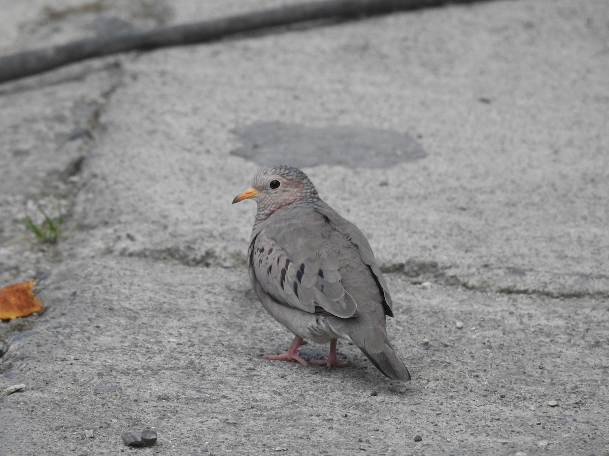 Common Ground Dove - ML640482460