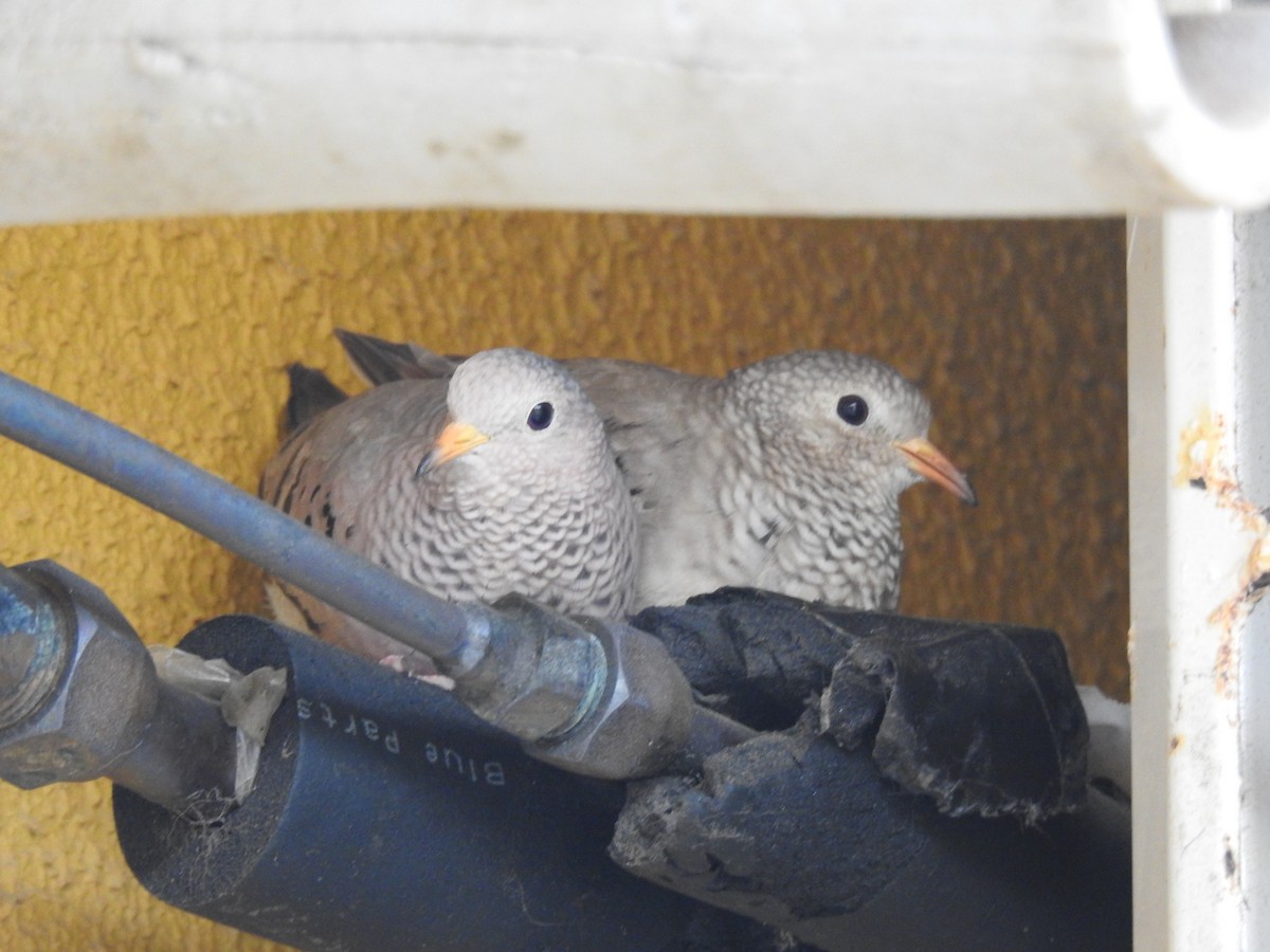 Common Ground Dove - ML640482464