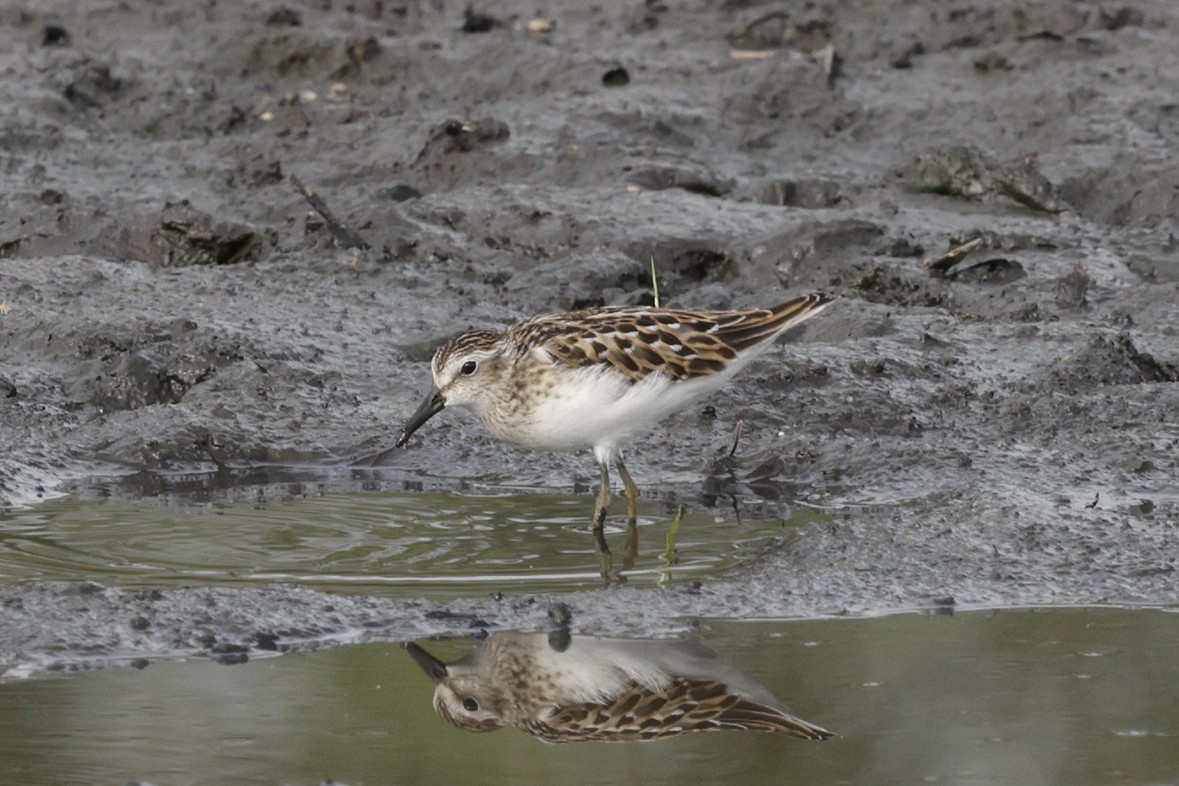 Least Sandpiper - ML640482470