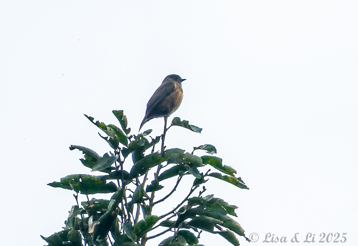 Sooty Flycatcher - ML640482473
