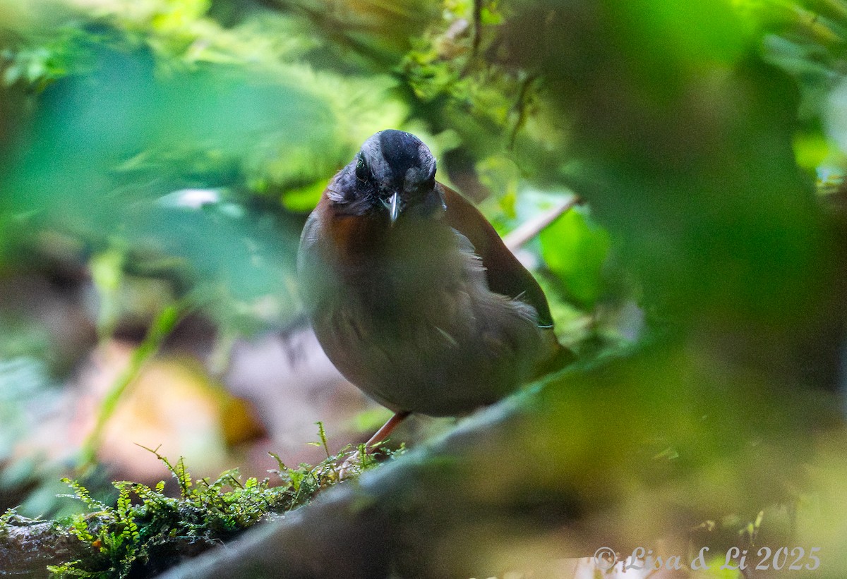 Red-throated Alethe - ML640482513
