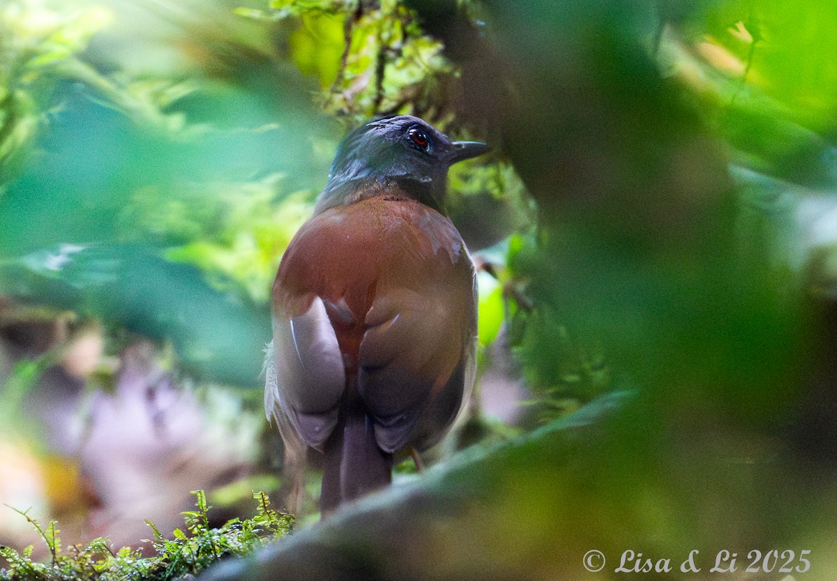Red-throated Alethe - ML640482514