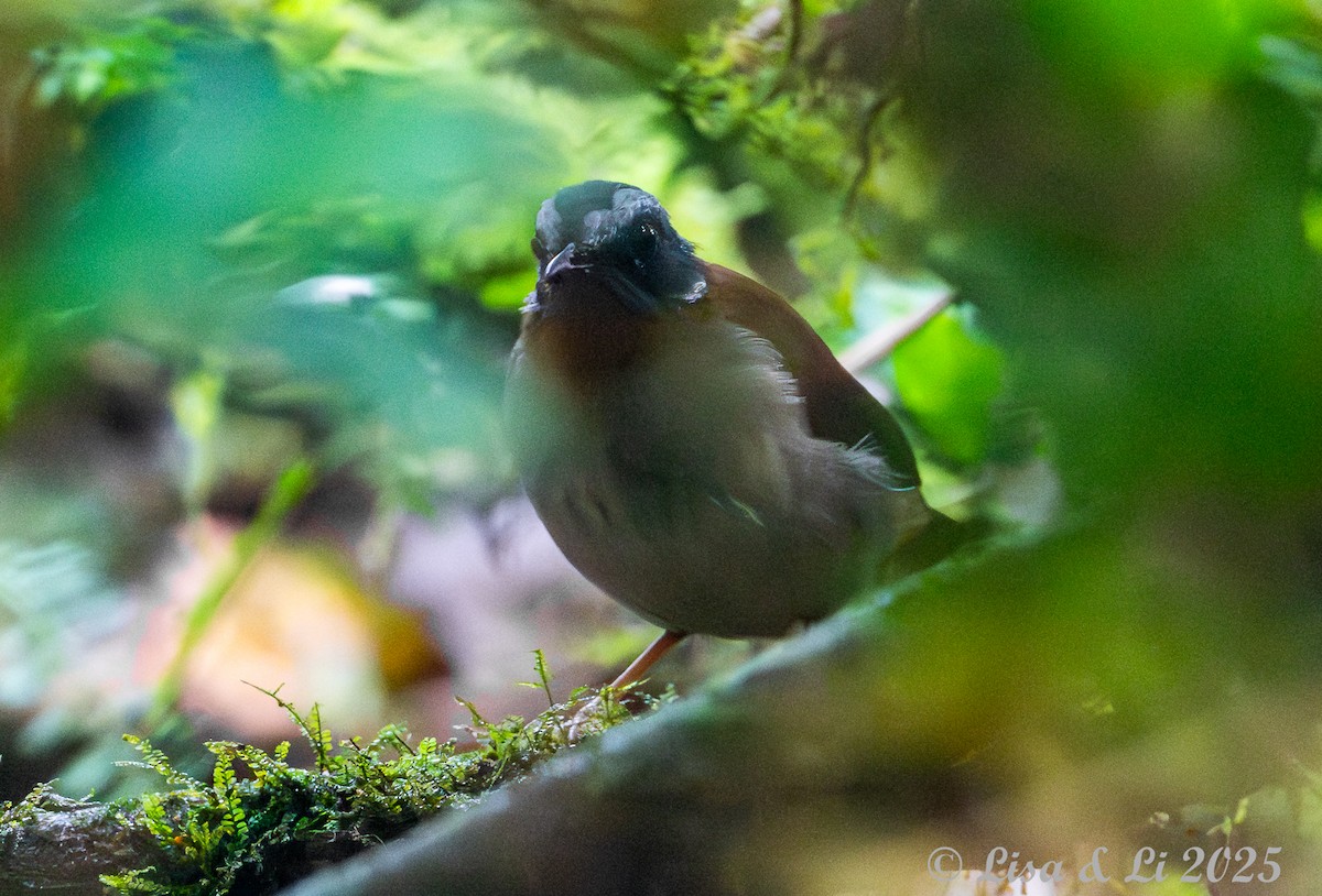 Red-throated Alethe - ML640482516