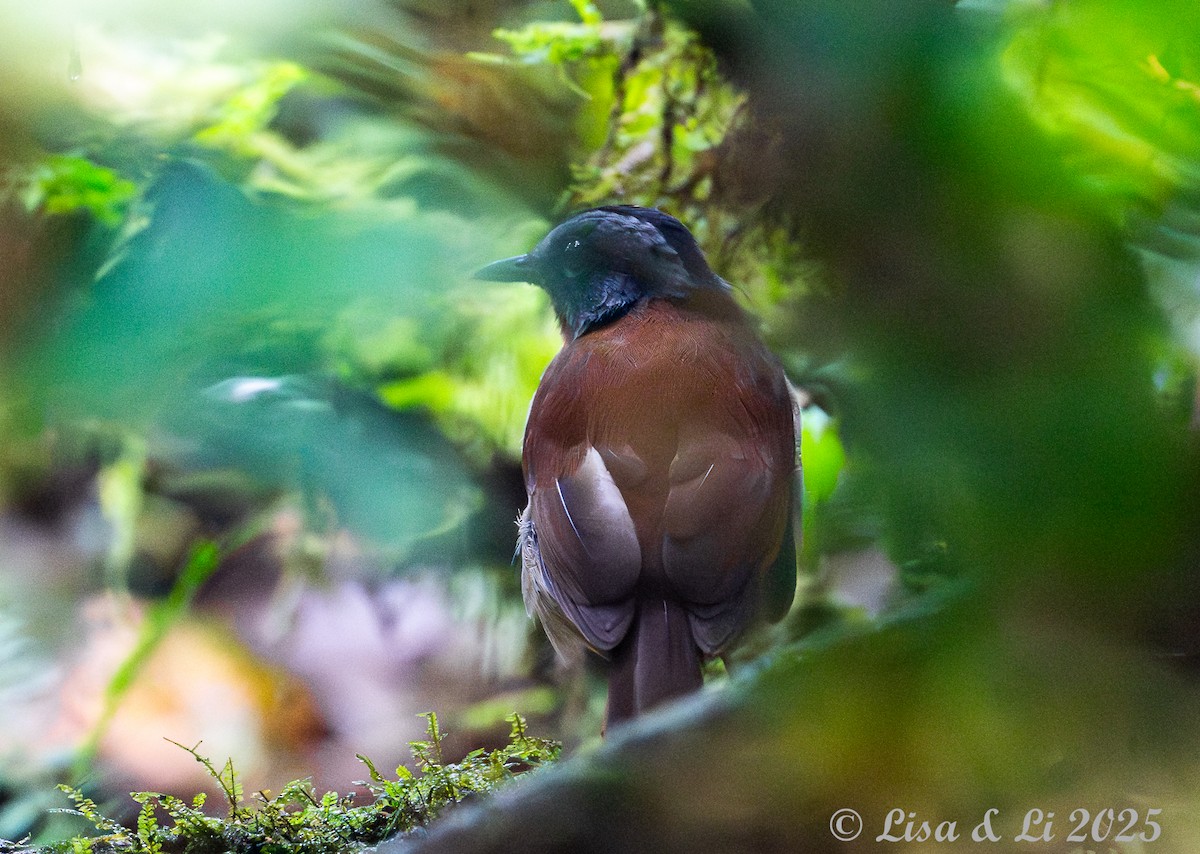 Red-throated Alethe - ML640482517
