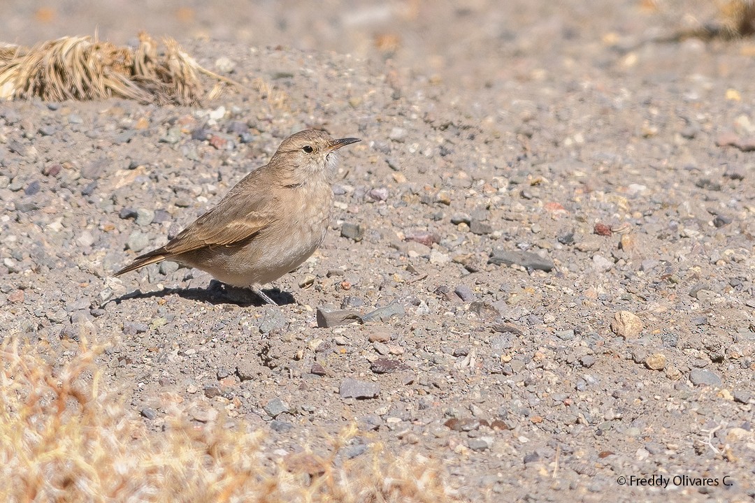 Creamy-rumped Miner - ML640482527