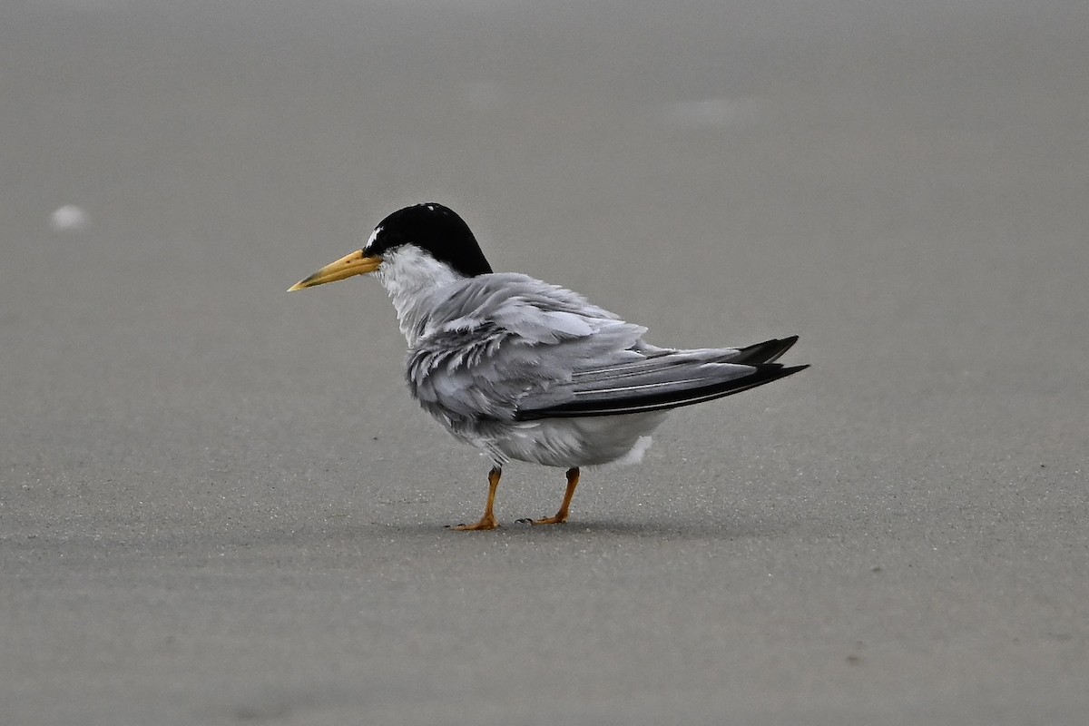 Least Tern - ML640482550