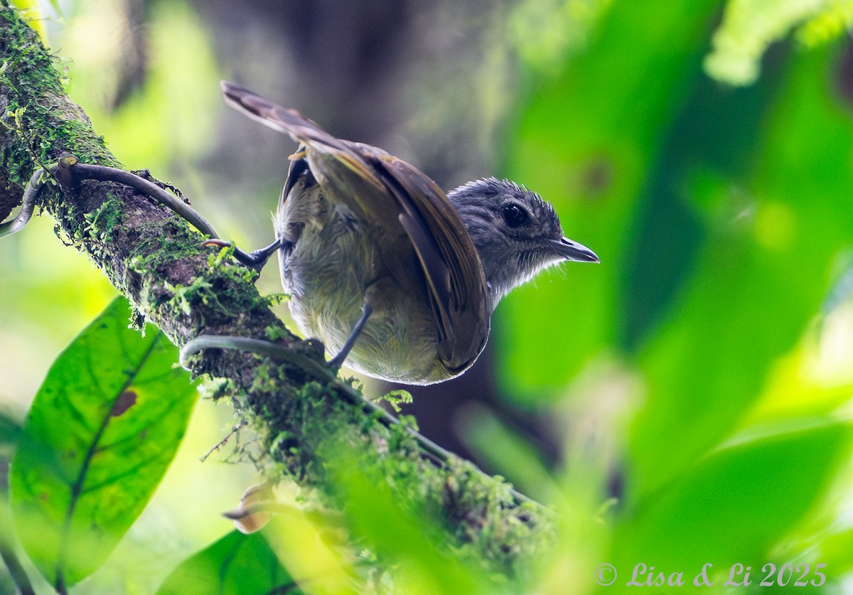 Shelley's Greenbul (Kakamega) - ML640482568