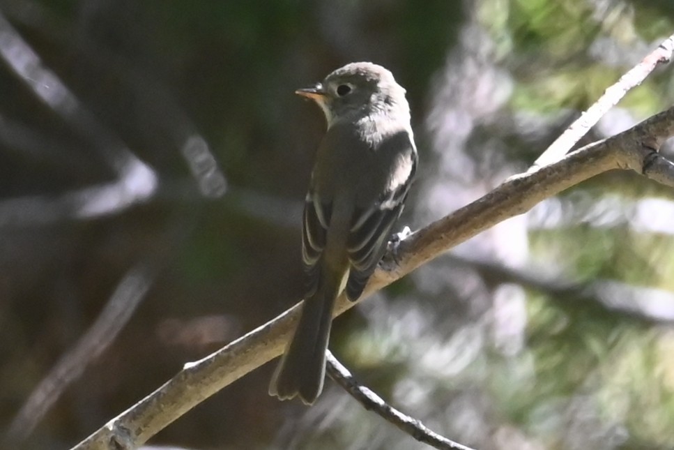 Empidonax sp. - ML640482616