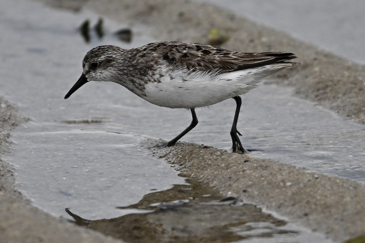 Semipalmated Sandpiper - ML640482620