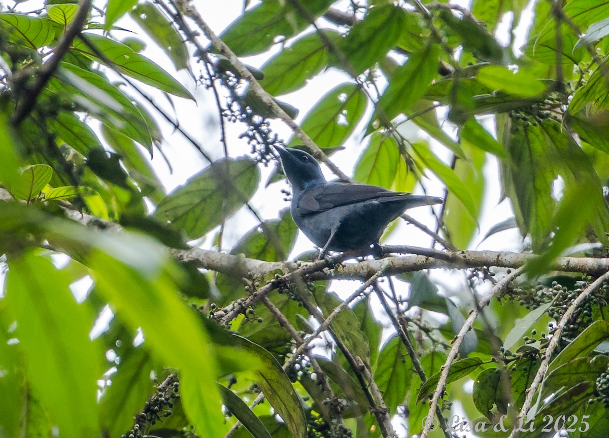 Purple-headed Starling - ML640482622