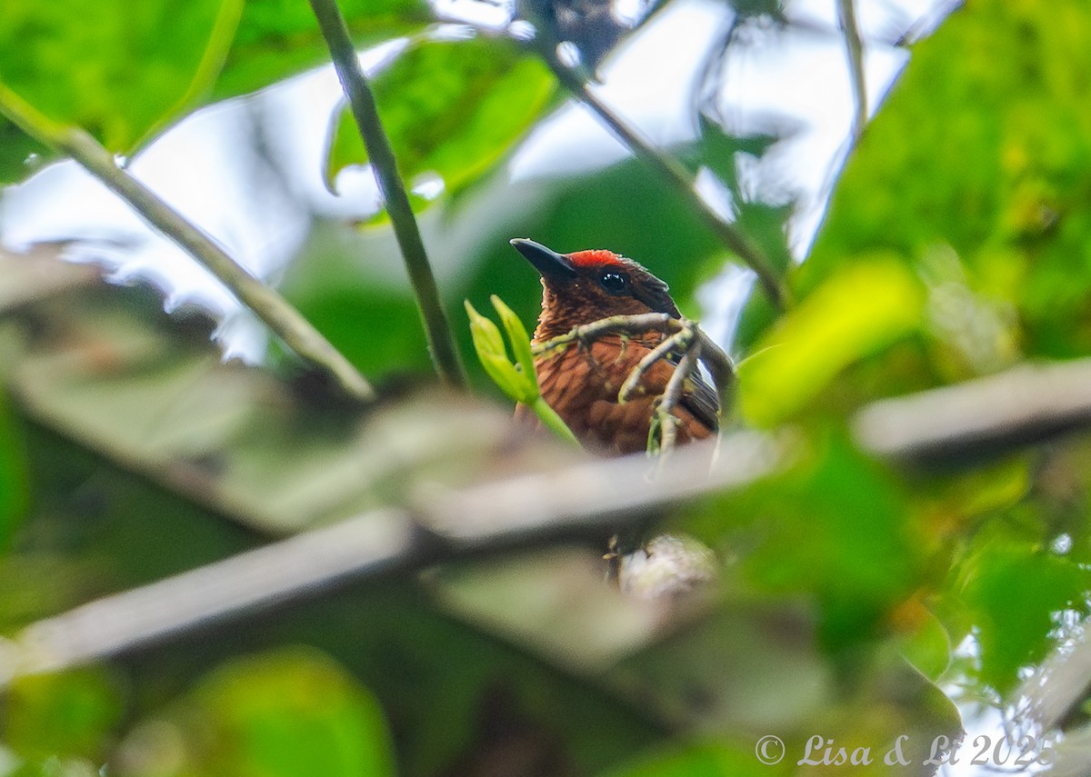 Jameson's Antpecker - ML640482630