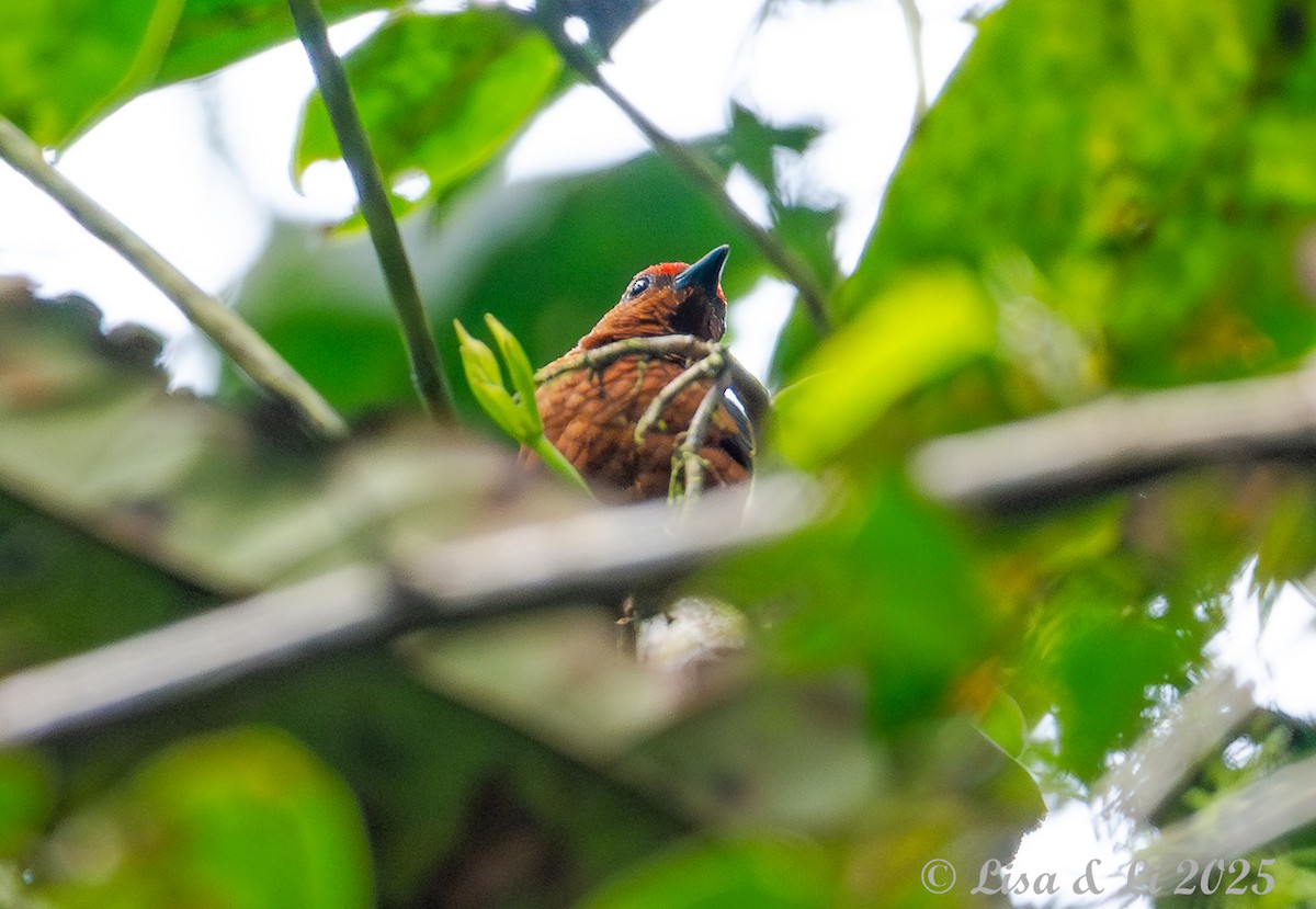 Jameson's Antpecker - ML640482631