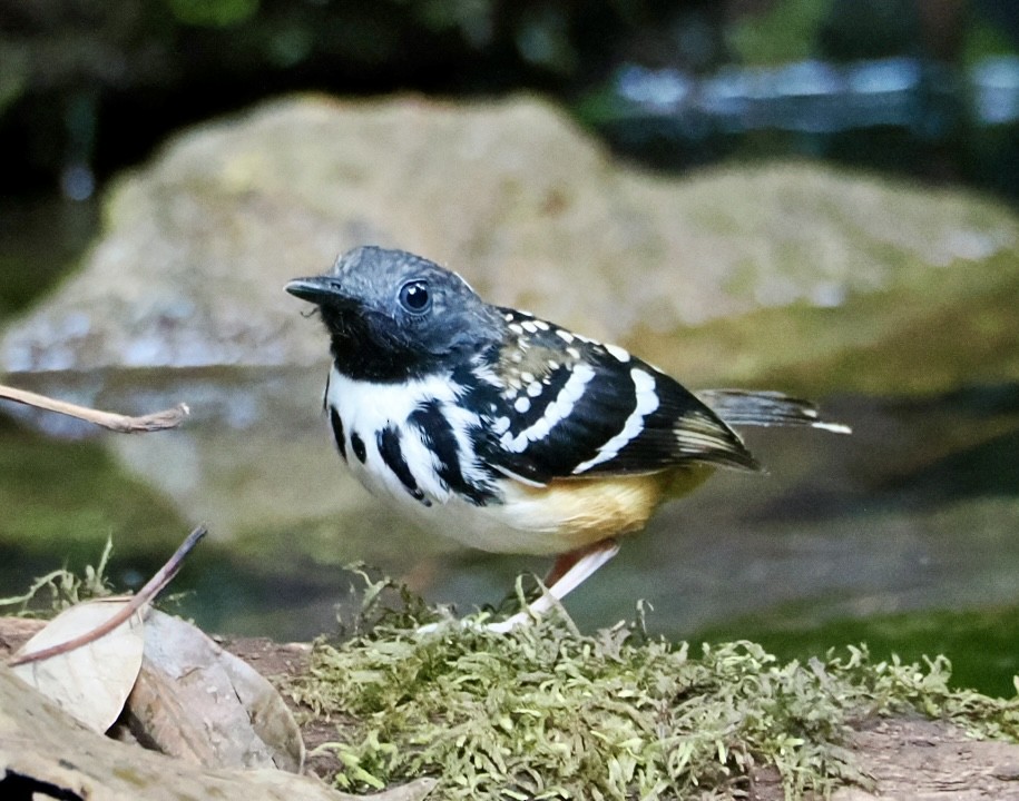 Spot-backed Antbird - ML640482632