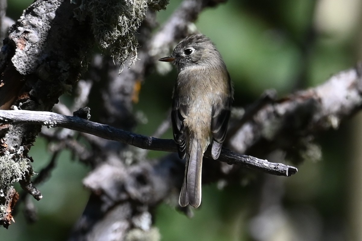 Empidonax sp. - ML640482643