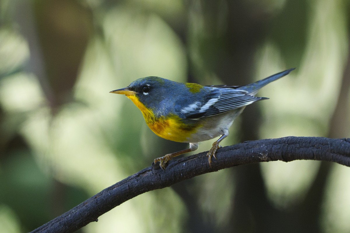 Northern Parula - ML640482644