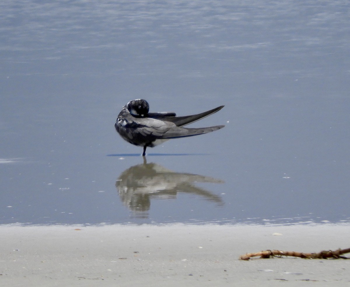 rybák černý - ML640482652