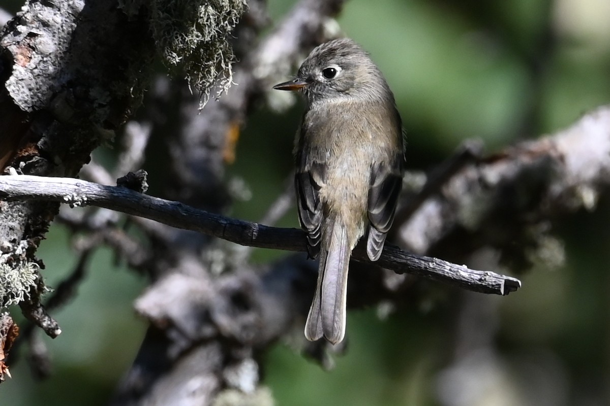 Empidonax sp. - ML640482664