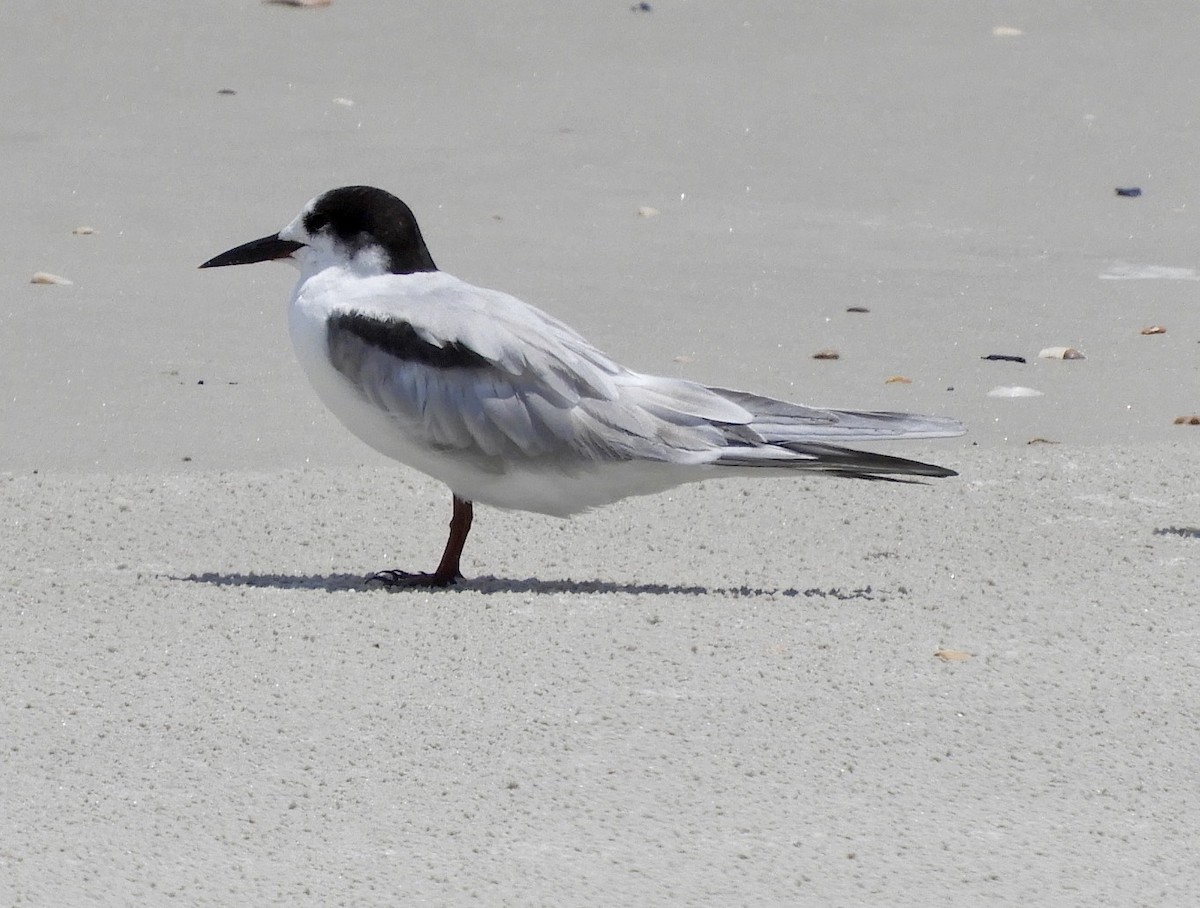 rybák obecný - ML640482668