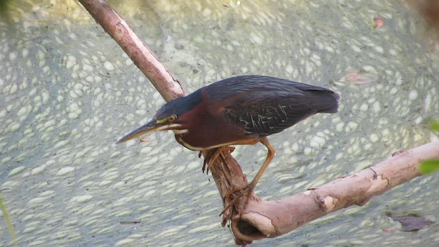 grønnrygghegre - ML640482673