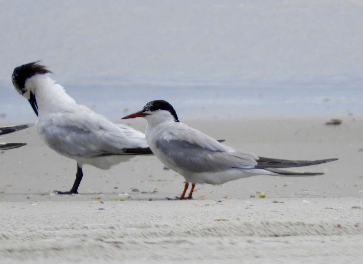 rybák obecný - ML640482681