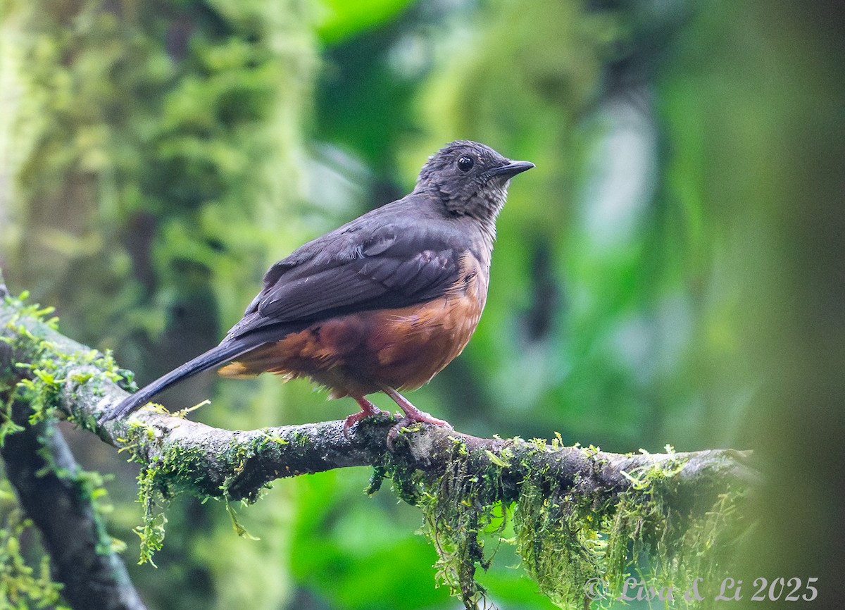 White-tailed Ant-Thrush - ML640482688