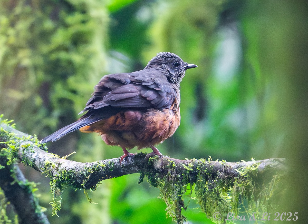 White-tailed Ant-Thrush - ML640482689