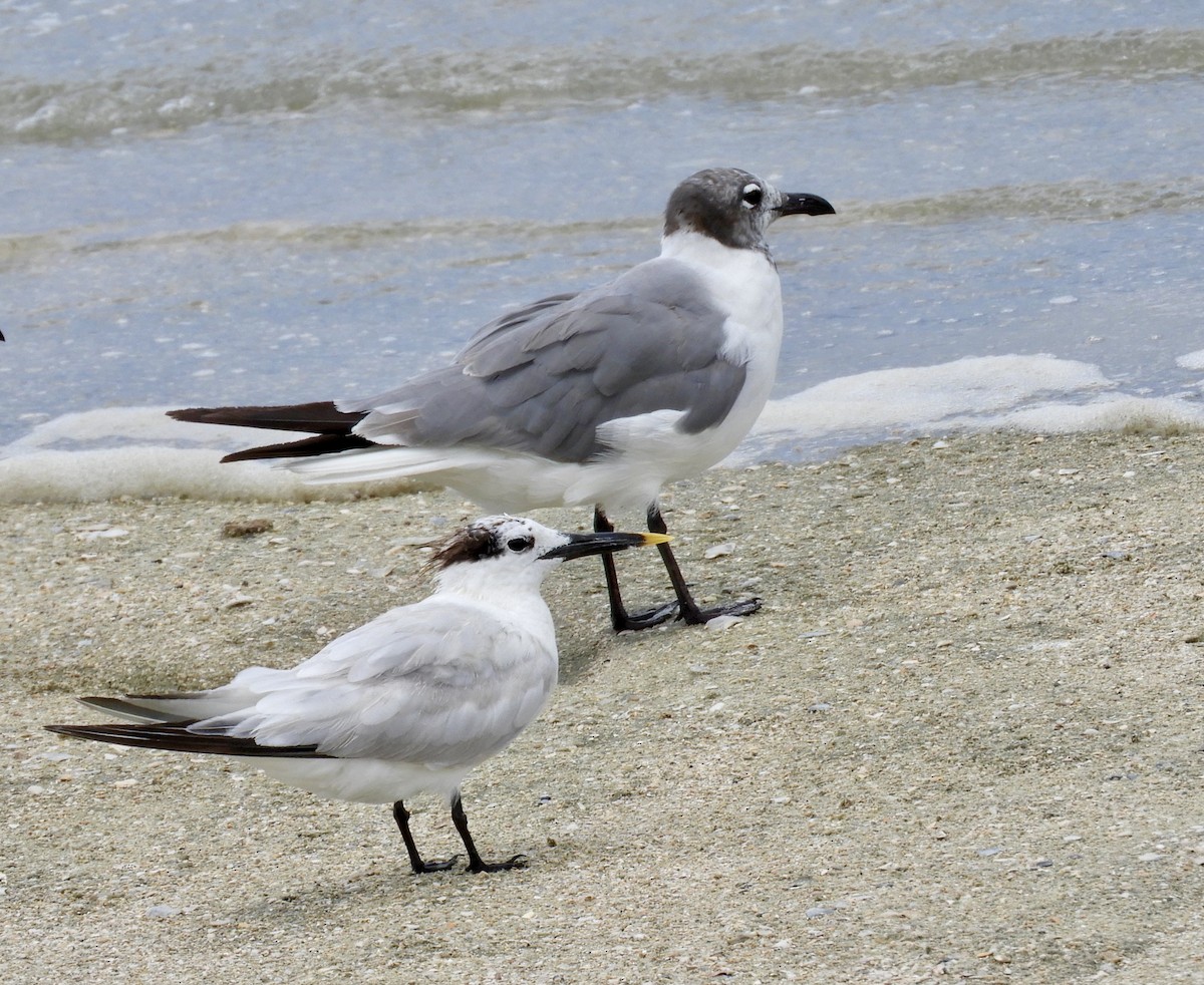 rybák severní - ML640482693