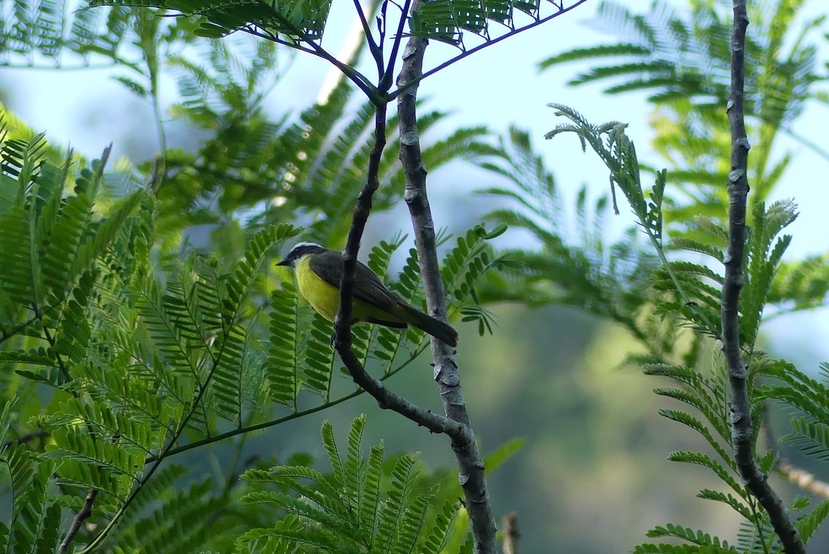Social Flycatcher - ML640482701