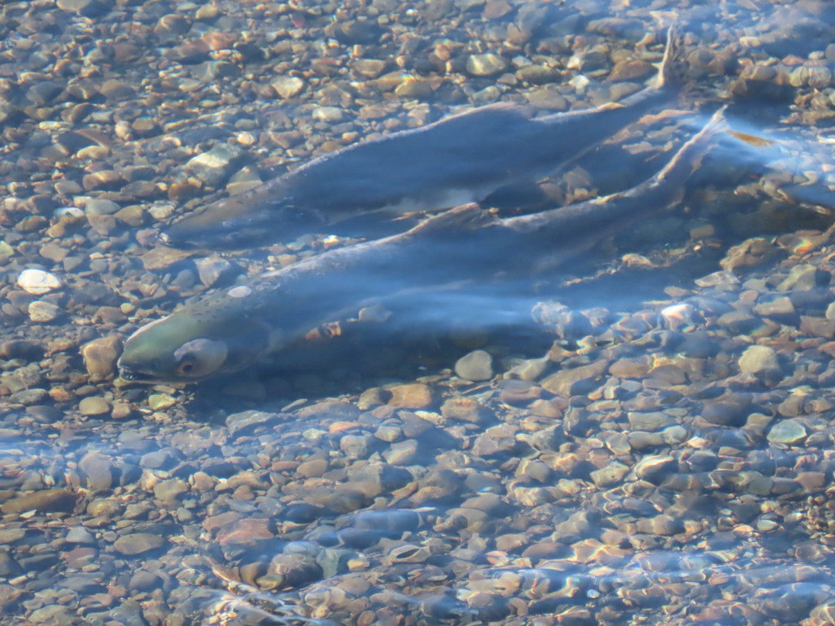 Pink Salmon - ML640482707