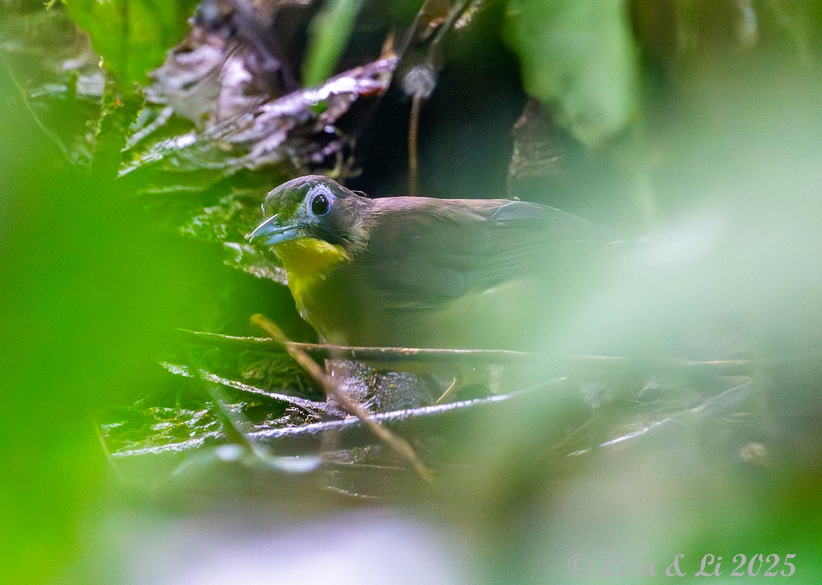 Red-tailed Bristlebill - ML640482733