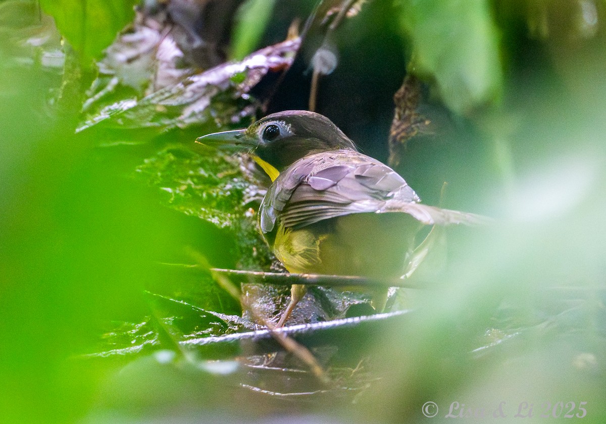 Red-tailed Bristlebill - ML640482734