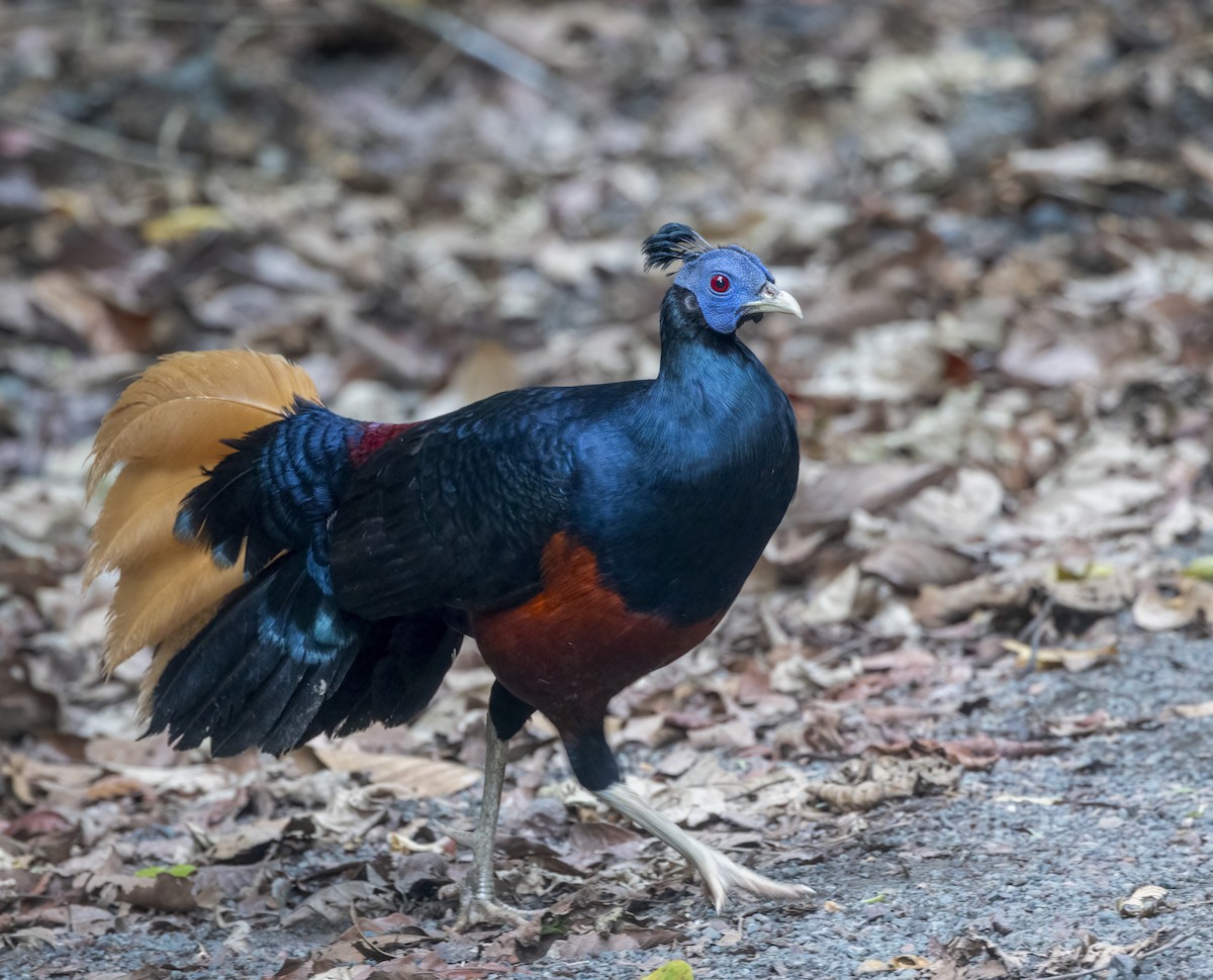 Bornean Crested Fireback - ML640482747