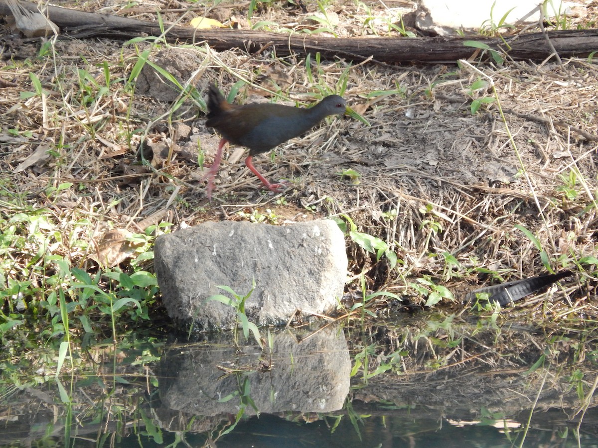 Blackish Rail - ML640482753
