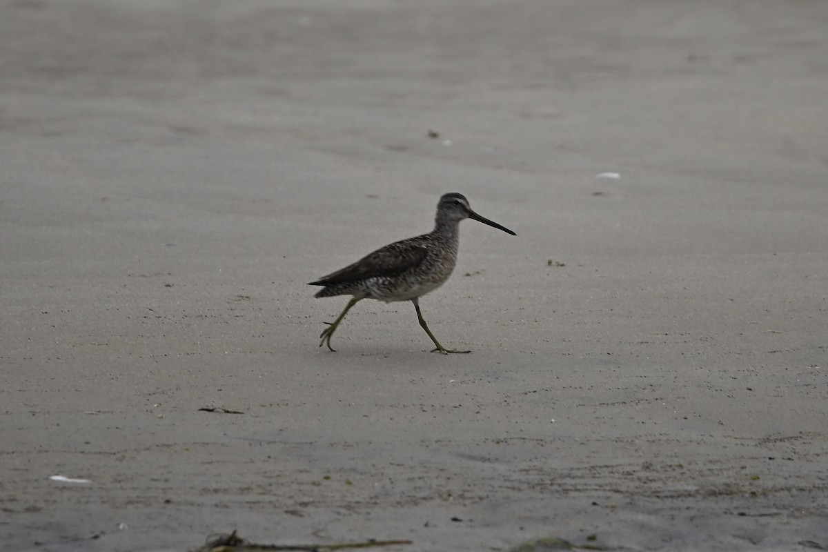 Short-billed Dowitcher - ML640482804