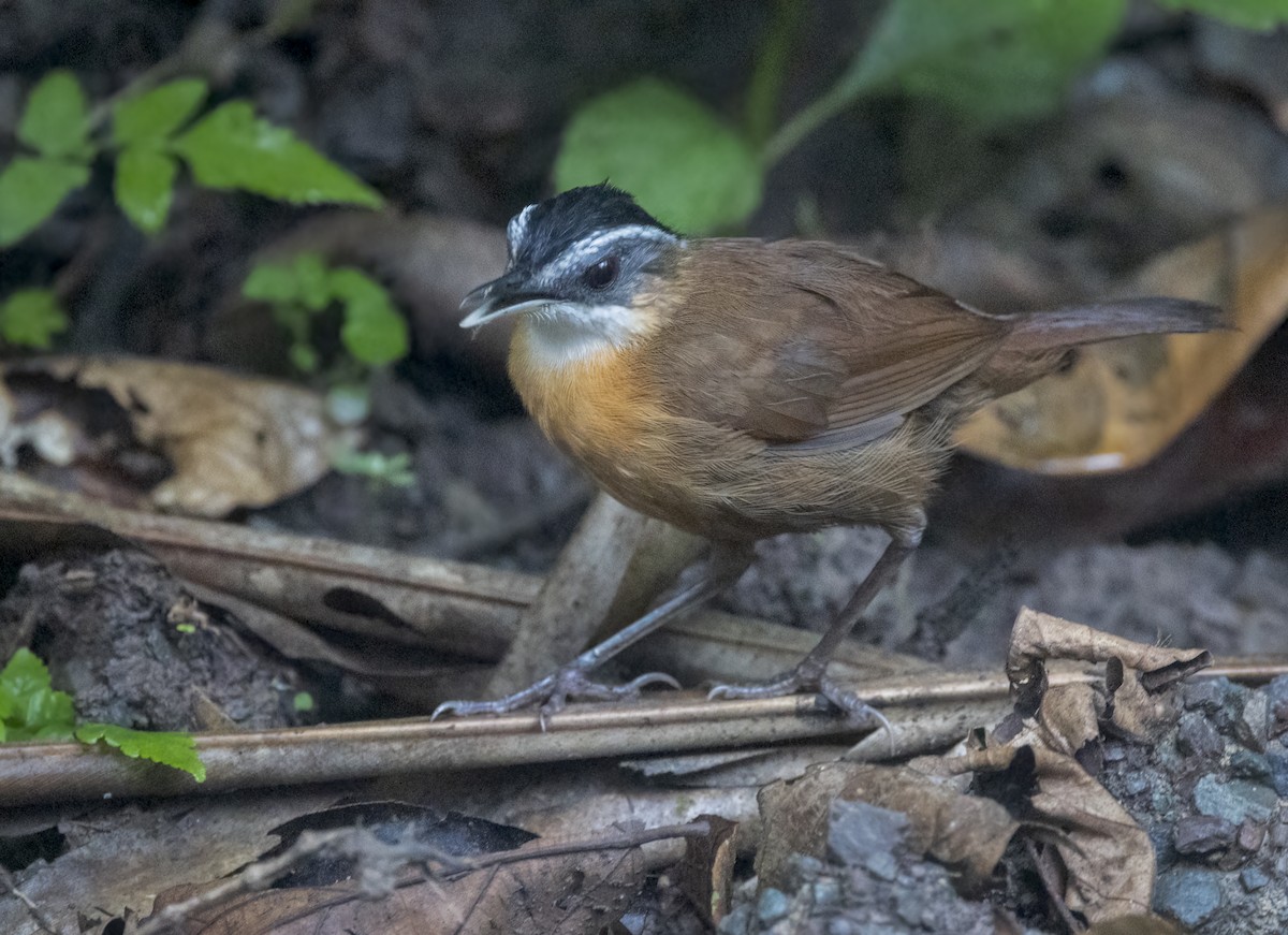 Borneo Ardıçesmeri - ML640482815