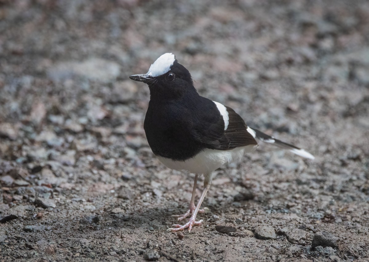 White-crowned Forktail - ML640482821