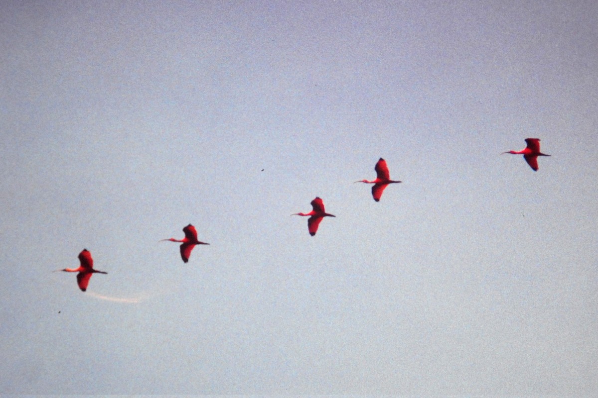 Scarlet Ibis - ML640482822