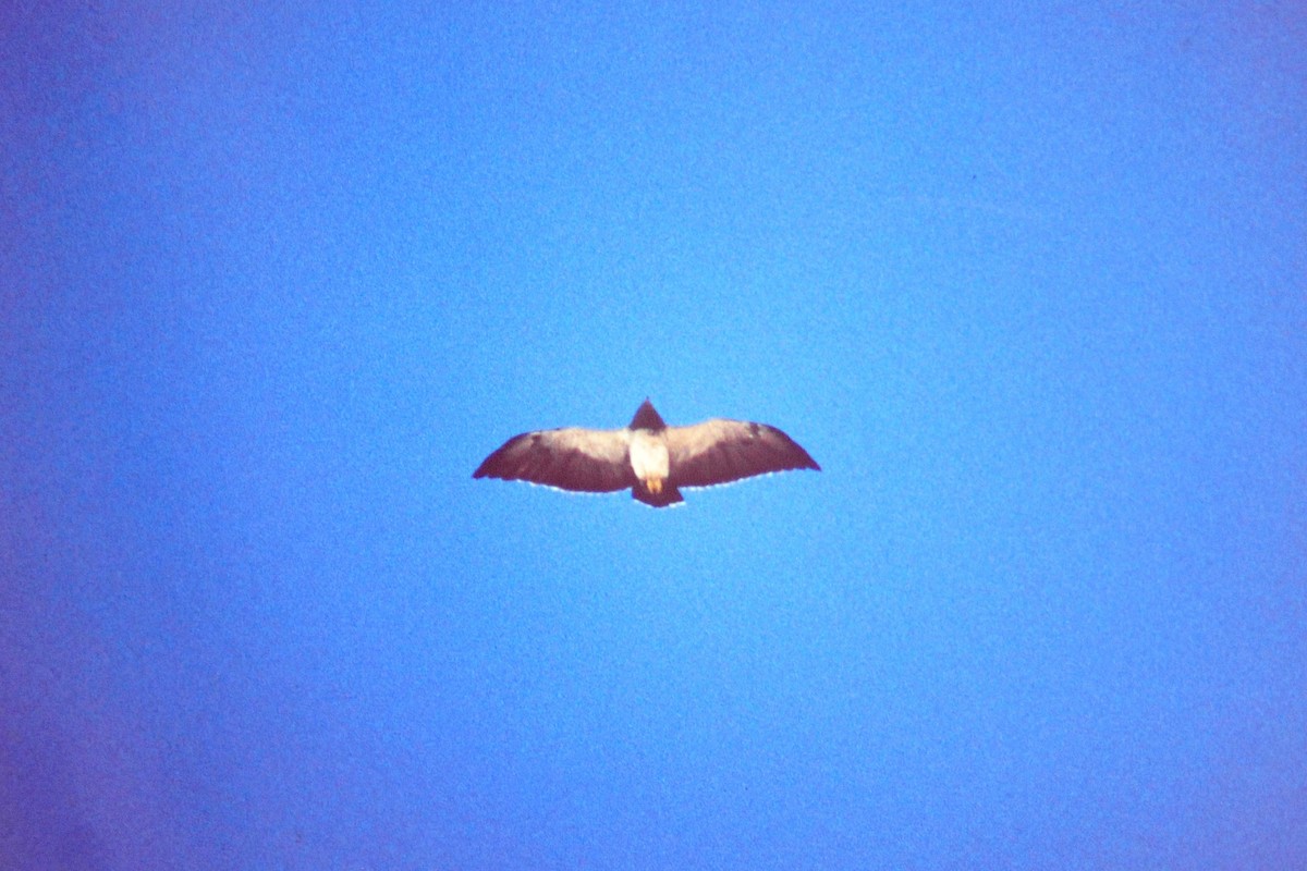 King Vulture - ML640482828