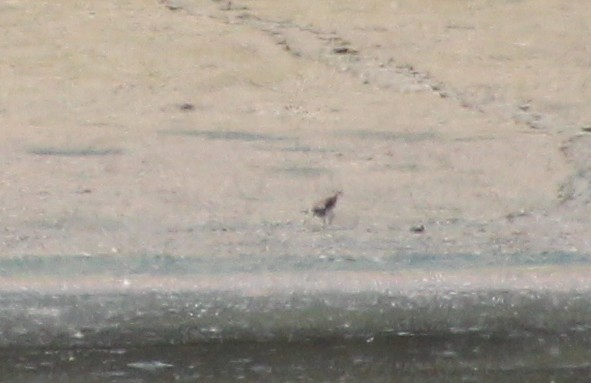 Correlimos Pectoral - ML640482836