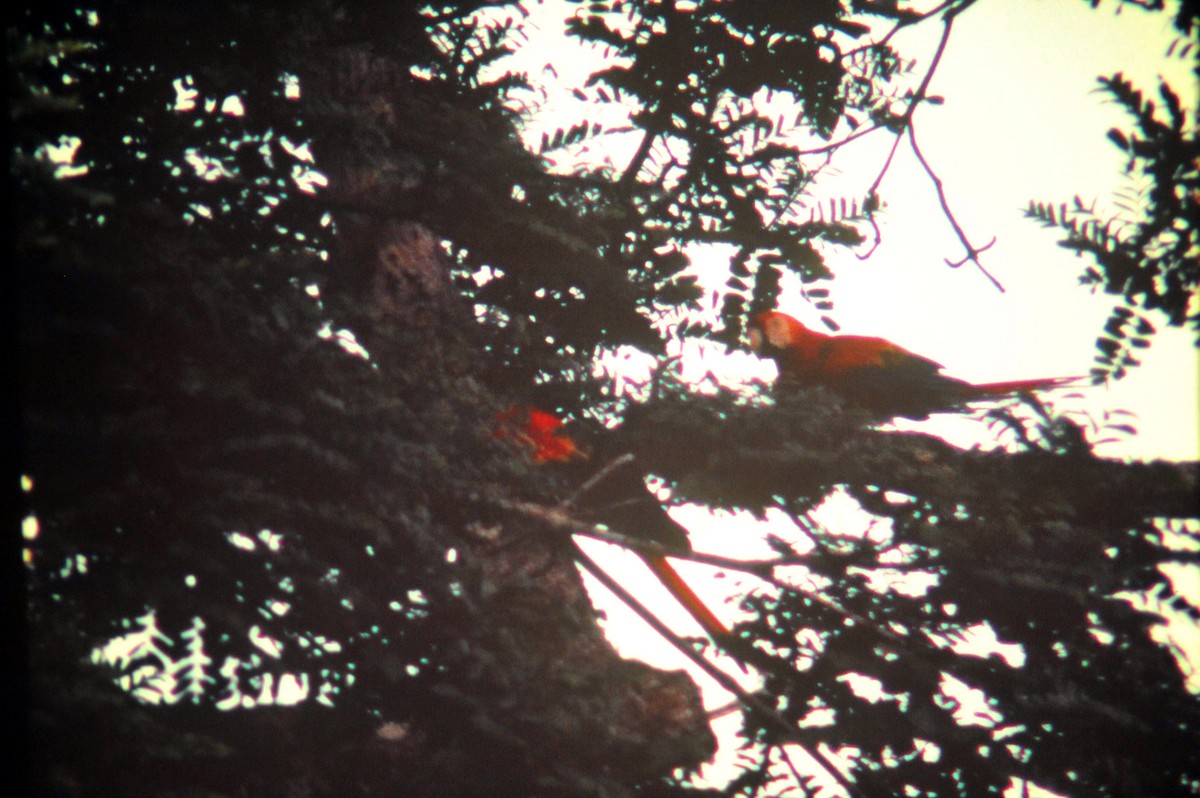 Scarlet Macaw - ML640482837